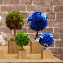 Load image into Gallery viewer, Oak Topiary S #12312