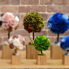 Load image into Gallery viewer, Oak Topiary S #12312
