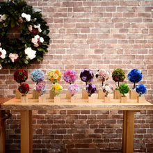 Load image into Gallery viewer, Oak Topiary S #12312