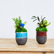 Load image into Gallery viewer, Domani mug moss arrangement #12952