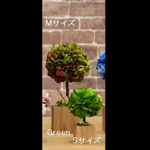 Oak Topiary M　 〜オークトピアリー〜 #12311