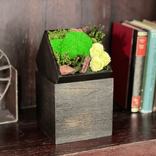 Load image into Gallery viewer, Paulownia box arrangement #bc-13350
