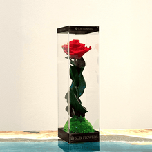画像をギャラリービューアに読み込む, カドー　～ FUSION ROSE ～　#13584

