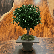 Arbre アルブル　#13602