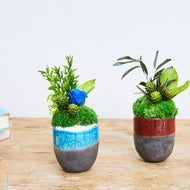 Domani mug moss arrangement #12952